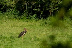 Zwarte ooievaar (Ciconia nigra)