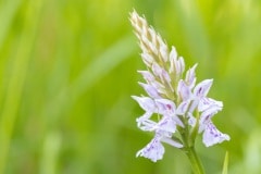 Bosorchis (Dactylorhiza fuchsii)