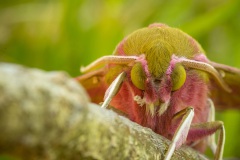 groot avondrood (Deilephila elpenor)