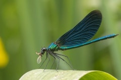 Bosbeekjuffer (Calopteryx virgo ) die een vliegje gevangen heeft