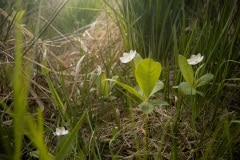 Zevenster (Trientalis europaea) een bij ons zeldzaam plantje