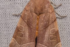 Breedbandhuismoeder vrouwtje (Noctua fimbriata)