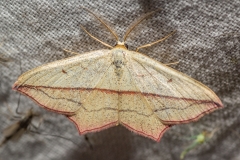 Lieveling (Timandra comae)