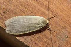 Plat beertje (Eilema lurideola)