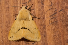 Gele tijger (Spilosoma lutea)