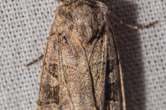 Ruituil (?) (Xestia stigmatica)