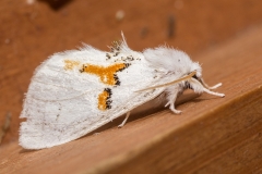 Tweekleurige tandvlinder (Leucondonta bicoloria)