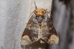 Wapendrager (Phalera bucephala)