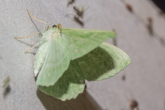 Zomervlinder (Geometra papilionaria)