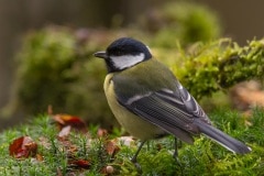 koolmees (Parus major)