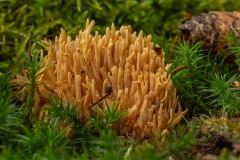 slappe koraalzwam (Ramaria flaccida)