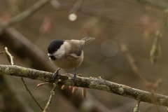 De matkop (Poecile montanus)