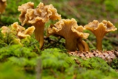 Trechtercantharel (Cantharellus tubaeformis)