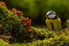 nieuwsgierige pimpelmees (Cyanistes caeruleus)