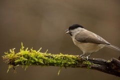 matkop (Poecile montanus)