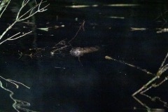 hetgeen je ziet van de bever is maar een fractie van zijn lijf