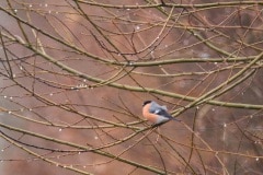 Een groep van 8 goudvinken vloog voor de auto, helaas was het warmte verschil tussen binnen en buiten zo groot dat de foto mislukte door luchttrilling