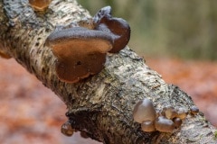 eikentrilzwam (Exidia glandulosa) op berk