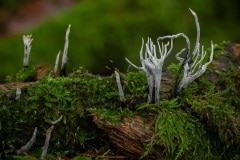 Geweizwam (Xylaria hypoxylon)