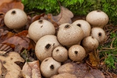 parelstuifzwam (Lycoperdon perlatum)