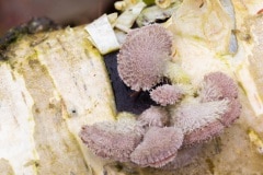 Waaiertje (Schizophyllum commune)