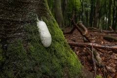 Boomschuim. Het verschijnsel is alleen te zien na nachtvorst in combinatie met een temperatuur boven nul en aanhoudende regen.