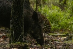 De stofzuigers van het bos