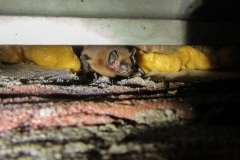 gewone dwergvleermuis (Pipistrelllus pipistrellus) onder het dakschot