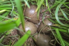 grutto (Limosa limosa) eieren verborgen in het weiland