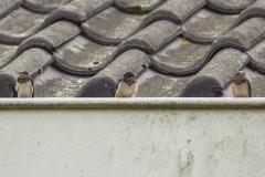 boerenzwaluw (Hirundo rustica) op onze dakrand