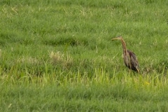 purperreiger (Ardea purpurea) vanuit onze slaapkamer