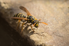 Franse veldwesp (Polistes dominula) aan het drinken