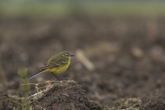 gele kwikstaart (Motacilla flava)