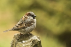 huismus (Passer domesticus) man