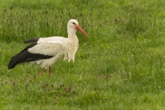 NLA3E803 oftewel deze ooievaar doet regelmatig onze achtertuin aan.