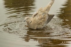 Turkse tortel (Streptopelia decaocto)