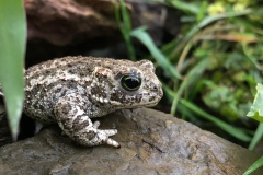 rugstreeppad (Epidalea calamita) in onze vijver