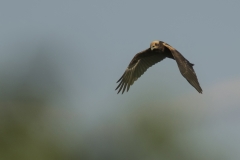 bruine kiekendief (Circus aeruginosus) vrouw