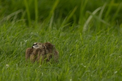 haas (Lepus europaeus)