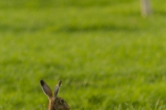 haas (Lepus europaeus)