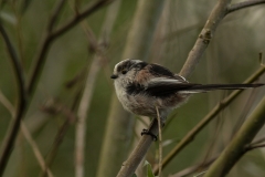 staartmees (Aegithalos caudatus)