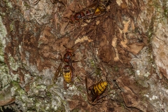 Hoornaar (Vespa crabro) nest in wilg