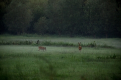 Reeën in de mist