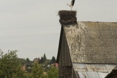 Ooievaarsnest in Białowieża