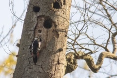 grote bonte specht (Dendrocopos major)