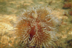 zeeanjelier (Metridium senile)