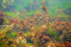 onderwaterlandschap met onder andere  Japans bessenwier (Sargassum muticum) en  Zeesla (Ulva lactuca)