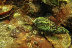 grofgeribde fuikhoren (Nassarius nitidus)