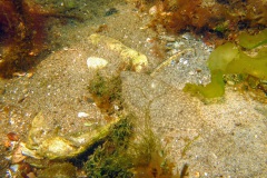 schar (Limanda limanda)