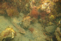 zwarte grondel (Gobius niger)